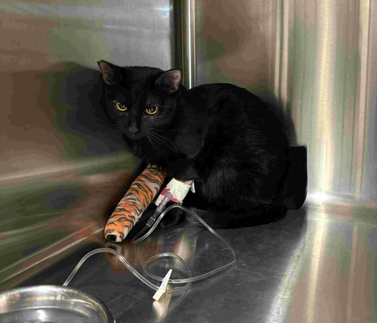 Luna right after surgery.webp