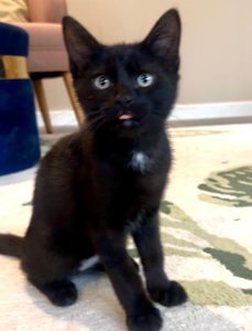 miney-black-kitten