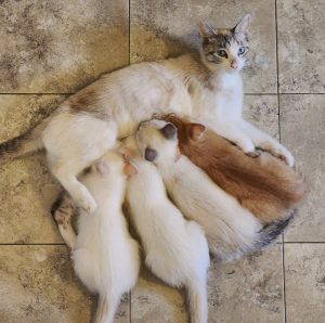 female cat feeding kittens