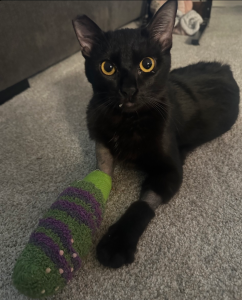 Luna with sock.webp