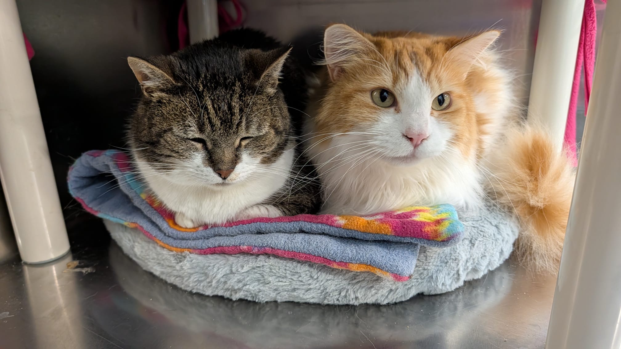Princess and baby ollie