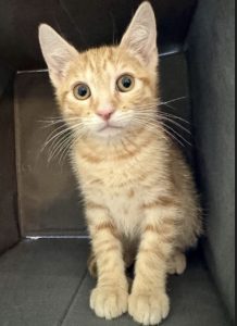 orange-tabby-kitten