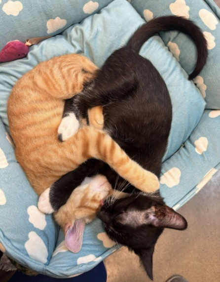 orange-tabby-kitten-tuxedo-kitten