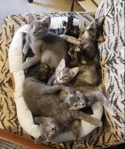 gray-tabby-kittens
