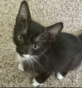kitten-tuxedo