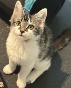 kitten-Babybel
