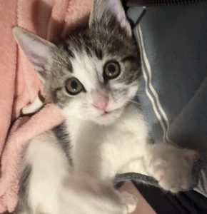kitten-Brie