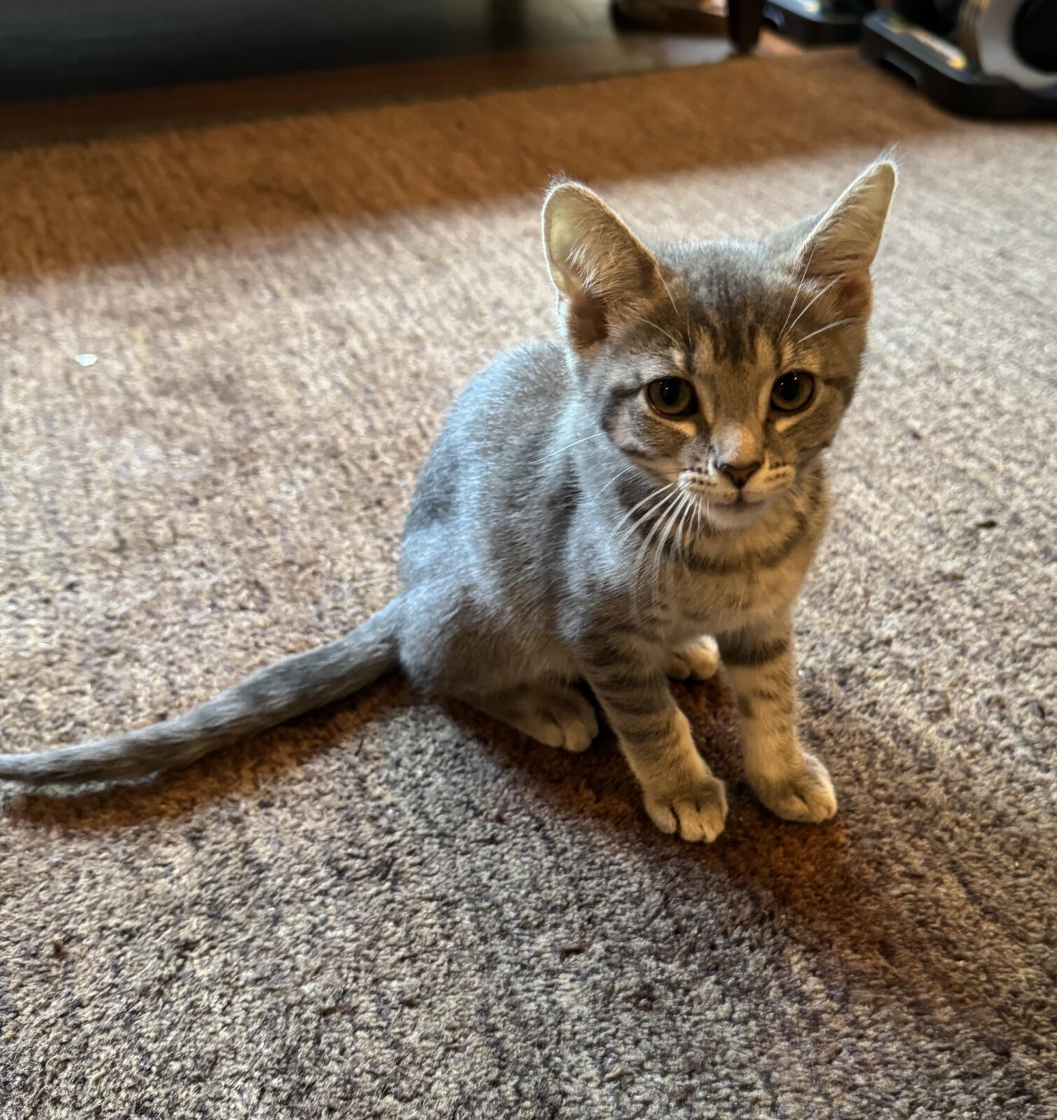 Tabby kitten sitting on a carpet.