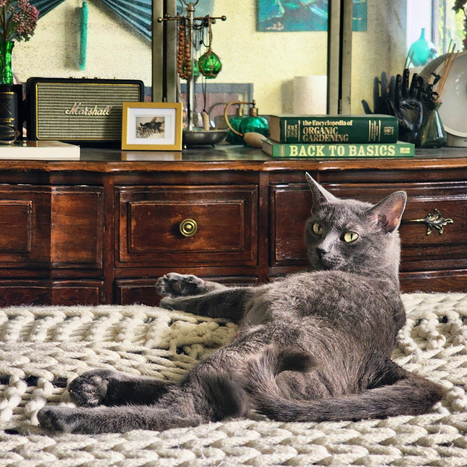 Gray cat relaxing on the couch in a home.