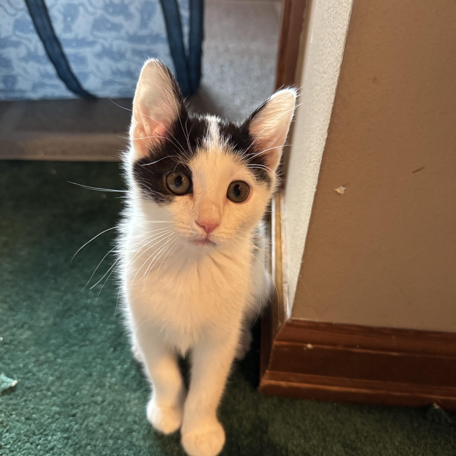 Black-and-white kitten looking toward the camera beside a doorway.