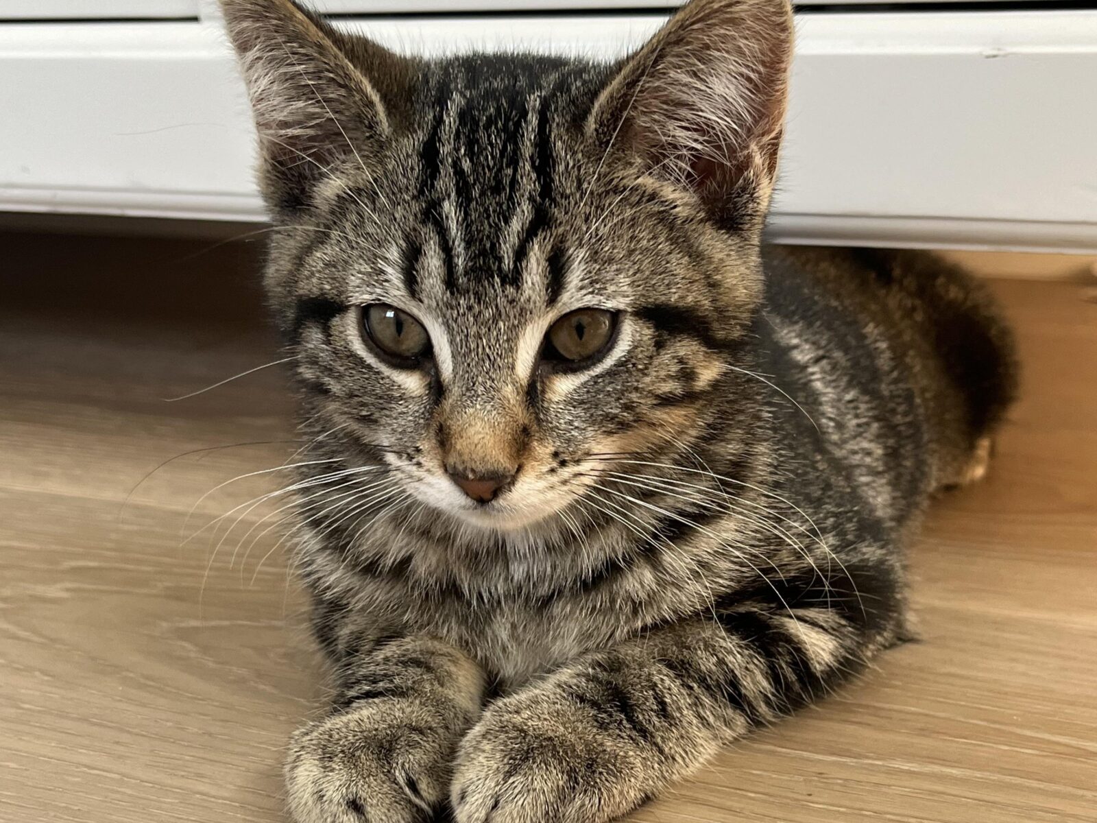 Tabby cat resting.
