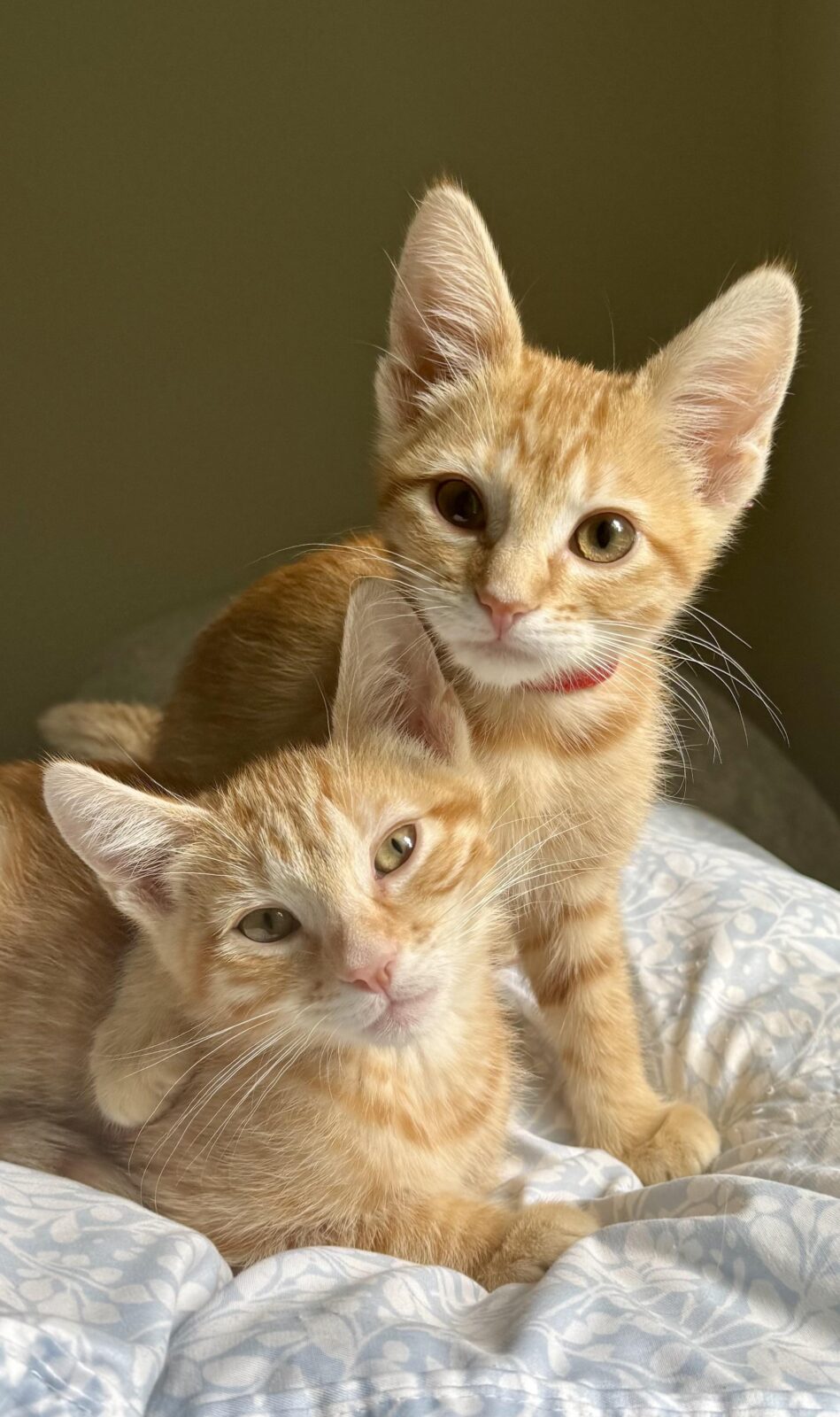 Two orange tabby kitten looking toward the camera.