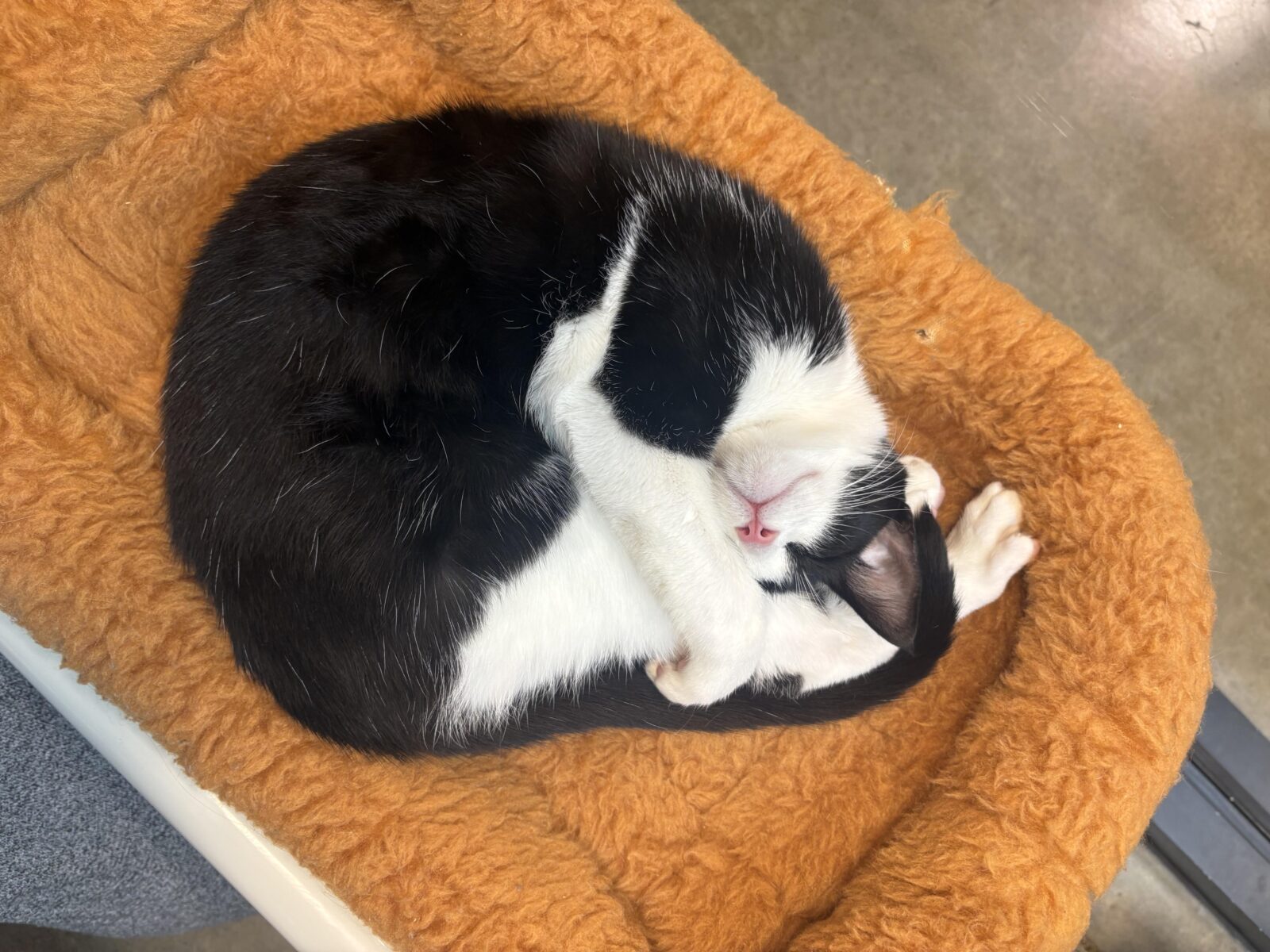 Black-and-white cat curled up in an orange bed.