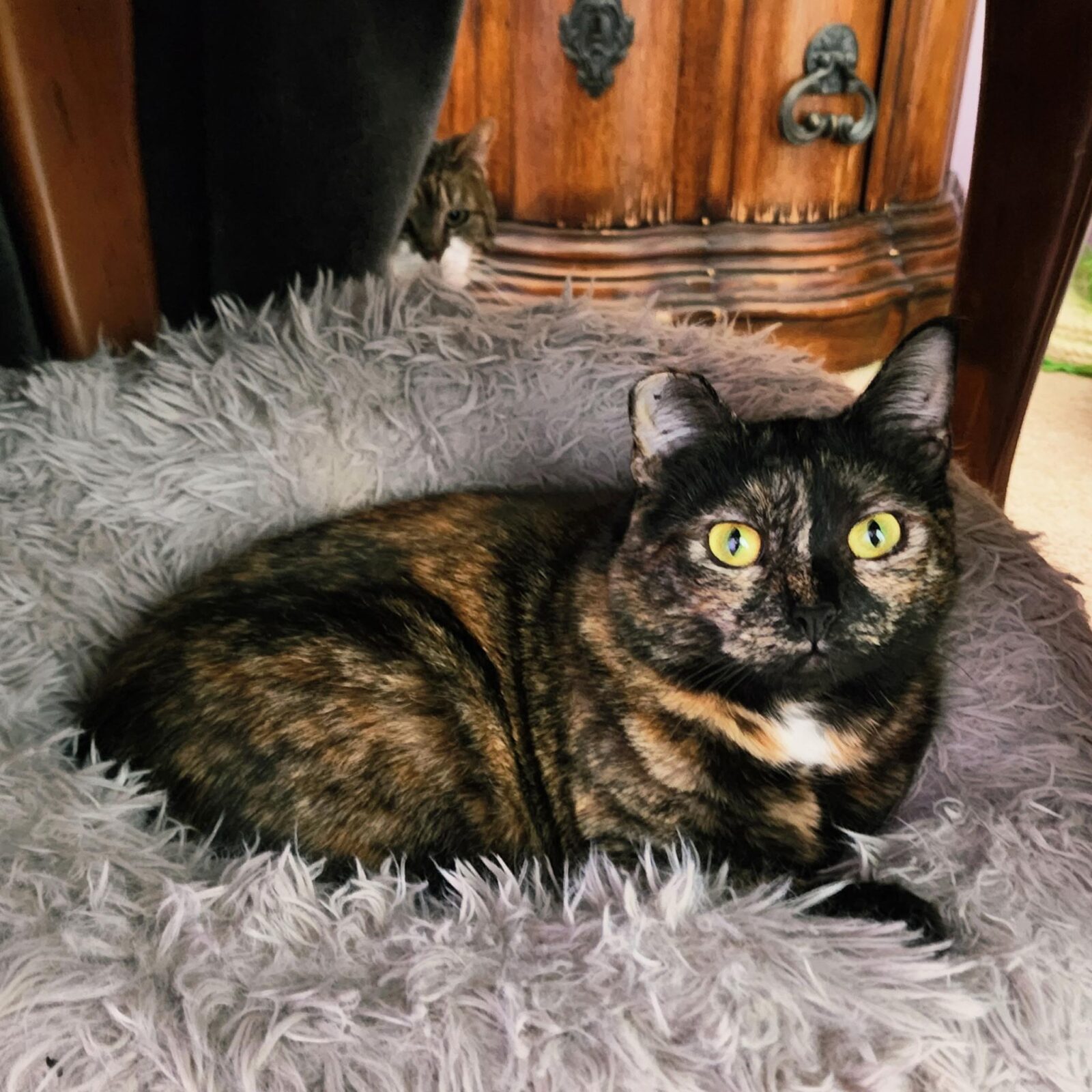 Tortoiseshell cat resting on a fluffy bed.