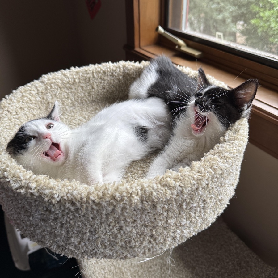 Two black-and-white kittens cuddling and yawning together in a cat bed by a window.