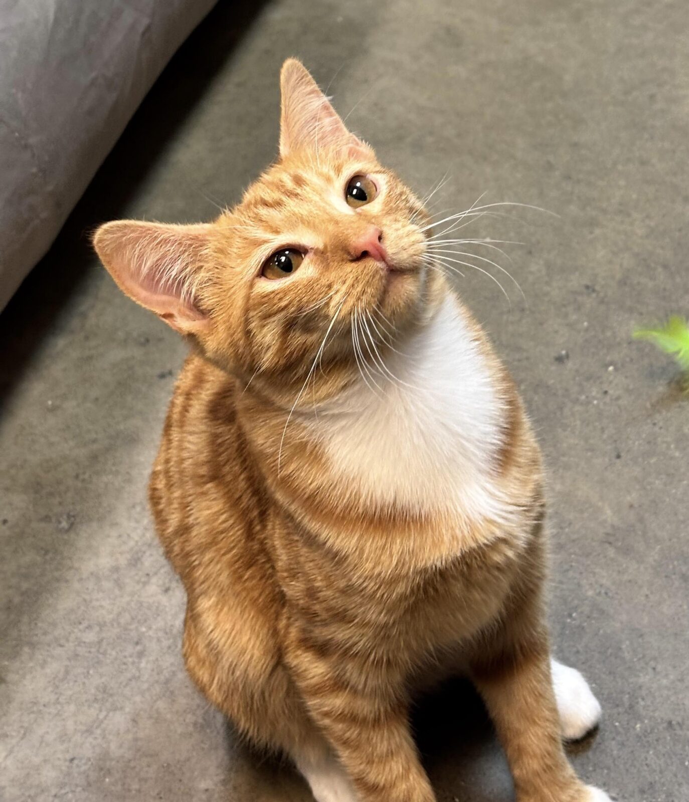 Orange-and-white cat looking upward.