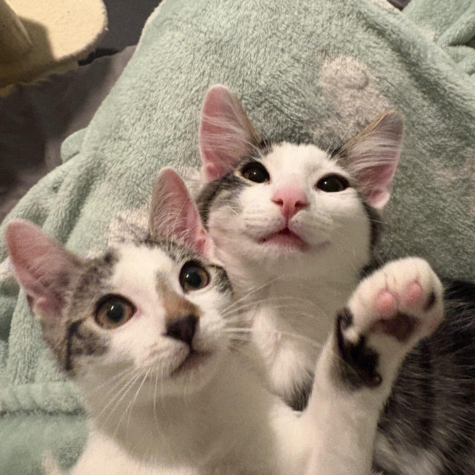 Two kittens cuddling together on a soft blanket.