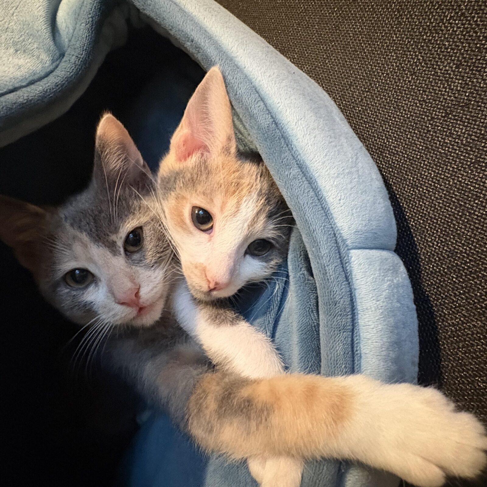 Gray and orange kittens peeking out from a covered bed.