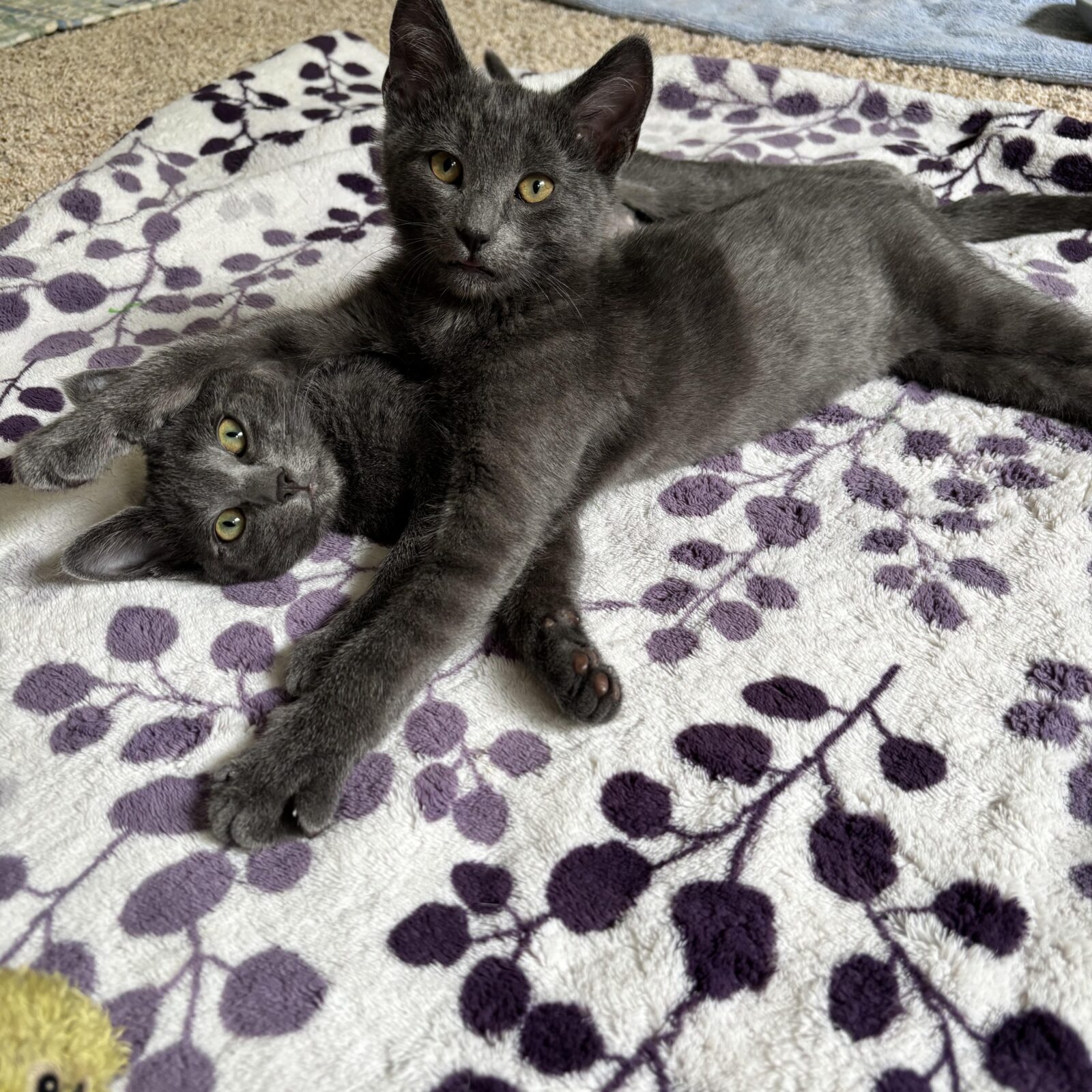 Two russian blue cats resting together on a blanket.